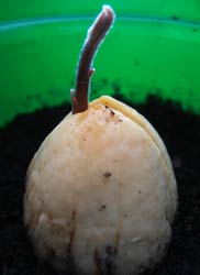 Sprouting avocado pit