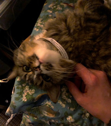 The collar does not suit her A dark, blurry picture of a tabby cat lying upside down on a blue cushion, wearing a white paper collar, having her chin scratched.