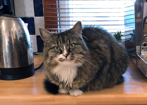 I do not condone this behavior, nor do I discourage it A tabby cat sitting on a kitchen counter between a chrome kettle and a chrome espresso machine, looking straight at the camera.