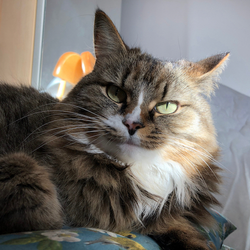I mean, just look at this gorgeous cat A tabby cat lounging on a blue cushion and looking a the camera with a ray of sun illuminating part of her face and her bright green eyes.