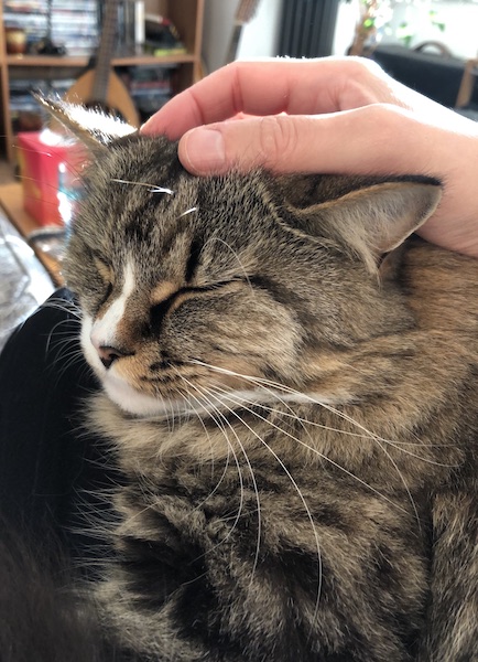 She loves a head scritch and a chin scritch A close-up of a tabby cat with her eyes closed. My hand is on top of her head, and she looks pretty blissed out.