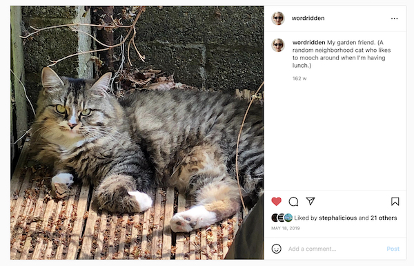 Fancy Cat A somewhat blurry screenshot from Instagram of a tabby cat with white paws and chin lounging on a garden deck