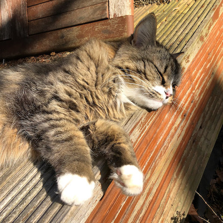 Kitty loves a sunbeam A close-up of a tabby cat asleep in the sun on a wooden deck, her little white paws just draped over the edge of the deck.