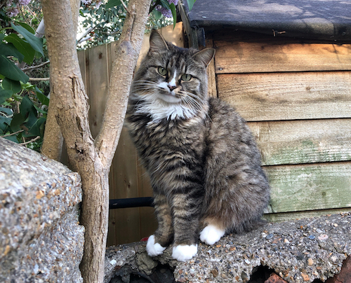 She sometimes sits with her front paws turned out like a little ballerina A tabby cat sitting tidily on a stone wall, next to a tree and against a wooden shed. Her head is cocked and she is looking at the camera and is completely adorable.